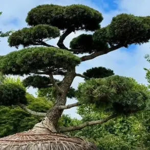 A $58,000 Shrub Becomes the Hamptons' Latest Status Symbol, Says Marders