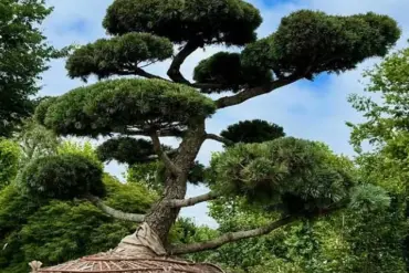 A $58,000 Shrub Becomes the Hamptons' Latest Status Symbol, Says Marders