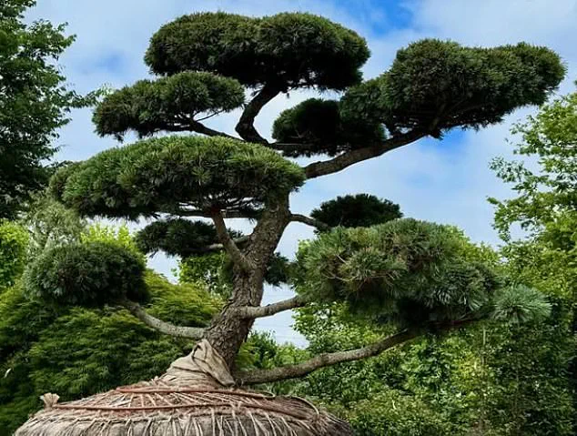 A $58,000 Shrub Becomes the Hamptons' Latest Status Symbol, Says Marders
