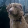 Controversial Horror Film 'Good Boy' Divides Opinions on Ethical Portrayal of Pets in Peril