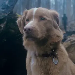 Controversial Horror Film 'Good Boy' Divides Opinions on Ethical Portrayal of Pets in Peril