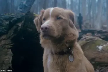 Controversial Horror Film 'Good Boy' Divides Opinions on Ethical Portrayal of Pets in Peril