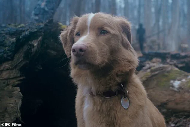 Controversial Horror Film 'Good Boy' Divides Opinions on Ethical Portrayal of Pets in Peril