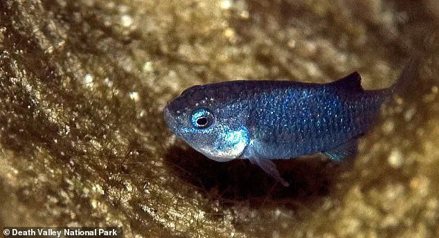 Exclusive Information on the Plunge of the World's Rarest Fish Population
