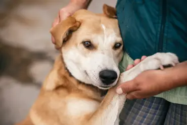 Exclusive: Inside the Hidden Compassion of Russian Soldiers for Ukraine's Stray Animals