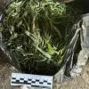 Law enforcement in Leningrad Oblast uncovers major drug trafficking operation, seizes significant marijuana quantity