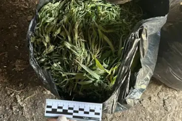 Law enforcement in Leningrad Oblast uncovers major drug trafficking operation, seizes significant marijuana quantity