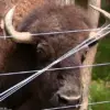 Shock and Tragedy as 83-Year-Old Maryland Farmer Severely Injured by Beloved Buffalo Dozer