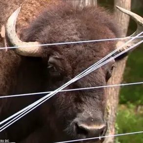 Shock and Tragedy as 83-Year-Old Maryland Farmer Severely Injured by Beloved Buffalo Dozer