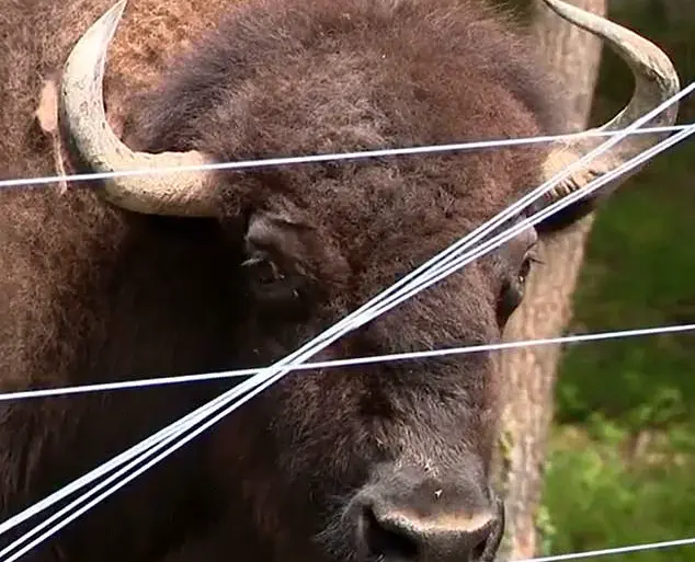Shock and Tragedy as 83-Year-Old Maryland Farmer Severely Injured by Beloved Buffalo Dozer